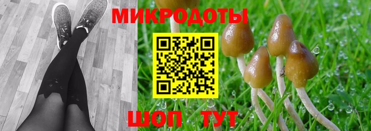 Псилоцибиновые грибы Psilocybe Амурск